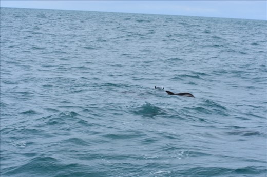 Dusky dolphins frolicked around our boat on our return to the Kaikoura Harbour.