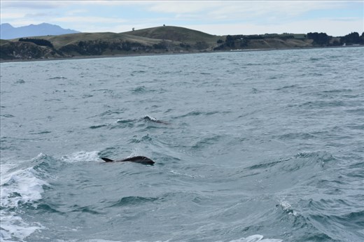 As the dolphins swam closer to our boat, it was easy to see the dusky gray coloring that gave them their name.