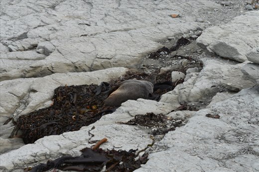 We walked right up to one of the larger seals resting on the beach. He didn't even budge as we came up to him.