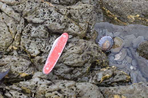 Just one of the thousands of shells along the shore. My red penknife is shown to give a sense of scale.