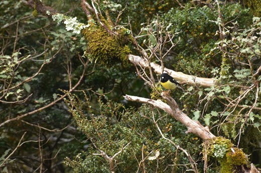 A colourful friend checked to see if we had crumbs for its mid-morning snack.