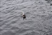 Gus the Albatross accompanied the boat, looking for a handout from the tourists.: by taylortreks, Views[327]