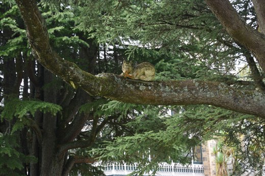 We even found the Chesire Cat that had eluded us on our first visit to the Castle gardens.