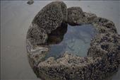 Which allowed the collection of fresh water into small pools for algae and lichen (and some really small insects!).: by taylortreks, Views[227]