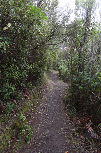 It certainly was a STEEP trail through the forest up to the first lookout on Queen Charlotte Drive.