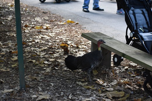 Wild turkeys roamed freely throughout the Lone Pine Koala sanctuary.