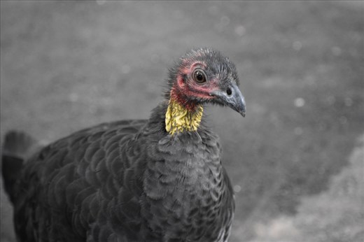 This fellow was certainly not bashful and provided a nice close-up photo as he wrangled for a handout.