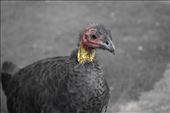This fellow was certainly not bashful and provided a nice close-up photo as he wrangled for a handout.: by taylortreks, Views[159]