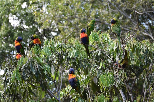Rainbow lorakeets gathered in the trees for their morning feeding.