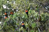 Rainbow lorakeets gathered in the trees for their morning feeding.: by taylortreks, Views[141]