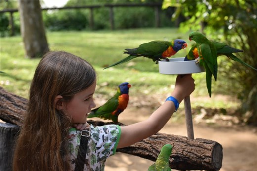 The green lorakeets had some yellow speckles on the back of their neck. These 'plainer' specimens were definitely outnumbered by their much more colorful counterparts.
