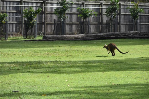 This small roo wanted to be off by himself (probably pestered by the kids who wanted to pet and feed him!).