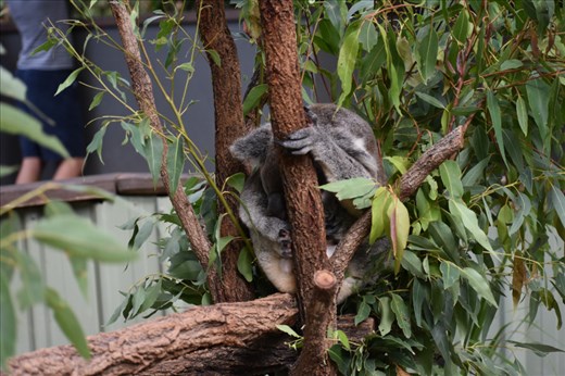 This koala was 'busy' with his favorite activity ... sleeping.