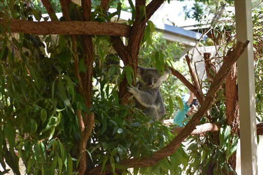 While this koala wondered why everybody was bothering him for photos.