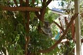 While this koala wondered why everybody was bothering him for photos.: by taylortreks, Views[301]