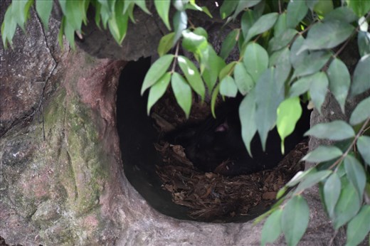 The elusive Tasmanian Devil slept through the heat of the day. But at least we caught a glimpse of him snuggled in his burrow.