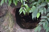 The elusive Tasmanian Devil slept through the heat of the day. But at least we caught a glimpse of him snuggled in his burrow.: by taylortreks, Views[275]