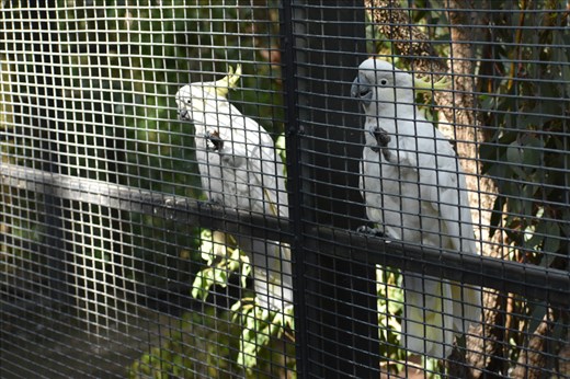 Cockatiels noisily demanded snacks as they climbed all over their cage.