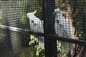 Cockatiels noisily demanded snacks as they climbed all over their cage.: by taylortreks, Views[237]