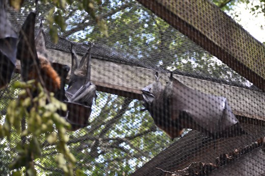 While bats just hung around waiting for night to fall and bugs to come out.