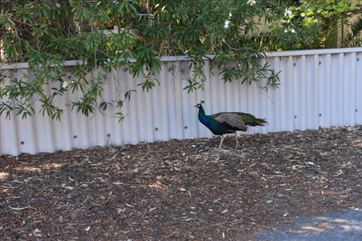 We expected to see peacocks on Rottnest Island as they wandered freely ... everywhere!