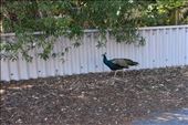We expected to see peacocks on Rottnest Island as they wandered freely ... everywhere!: by taylortreks, Views[234]