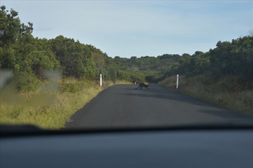 YAY! Our very 1st WILD roo in Aussie land!