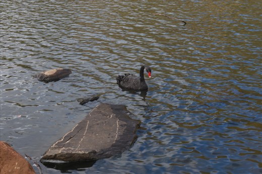 This swan's red and white beak provided a nice bit of colour to contrast with his nondescript black plumage.
