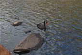 This swan's red and white beak provided a nice bit of colour to contrast with his nondescript black plumage.: by taylortreks, Views[314]