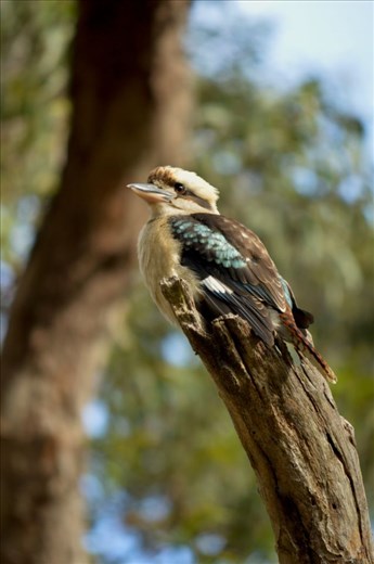 I was lucky also to be woken by the kookaburras - which only showed up 1 or 2 of my days at camp.  I loved this shot - which was one of my last shots before leaving camp, to return home! 

I was watching and following it, as it flew from tree to tree, for at least 60 minutes, maybe more.  

I loved this shot the most, as it looks like the kookaburra is an extension of the tree branch!   I stood on my car bonnet, just before saying goodbye to this beautiful spot, to get this shot too, as it was high up! This is where the kookaburra stayed the longest -- The extension of a tree!
