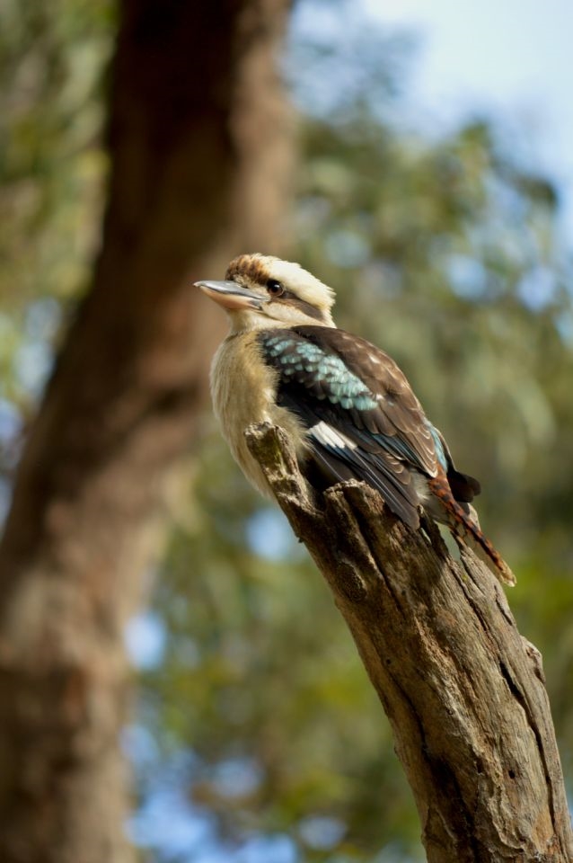 I was lucky also to be woken by the kookaburras - which only showed up 1 or 2 of my days at camp.  I loved this shot - which was one of my last shots before leaving camp, to return home! 

I was watching and following it, as it flew from tree to tree, for at least 60 minutes, maybe more.  

I loved this shot the most, as it looks like the kookaburra is an extension of the tree branch!   I stood on my car bonnet, just before saying goodbye to this beautiful spot, to get this shot too, as it was high up! This is where the kookaburra stayed the longest -- The extension of a tree!