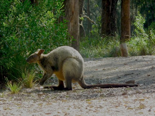On occasion, a black swamp wallaby may hop out for  few minutes! 

If lucky, one the black swamp wallabies may show up, maybe even 2 or 3!  They can move fast, don't always stay long and were easily scared off! 

I have included an image of an older swamp wallaby here - the younger ones have a dark chocolate - black coat, but like humans, they start to grey as they get older, making this one a real senior! 

You are most likely to see them if you sit at your  section of the campground, enjoying the peace and serenity, and they may hang around longer if you are quiet, calm and slow moving.