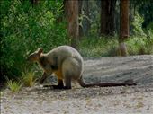 On occasion, a black swamp wallaby may hop out for  few minutes! 

If lucky, one the black swamp wallabies may show up, maybe even 2 or 3!  They can move fast, don't always stay long and were easily scared off! 

I have included an image of an older swamp wallaby here - the younger ones have a dark chocolate - black coat, but like humans, they start to grey as they get older, making this one a real senior! 

You are most likely to see them if you sit at your  section of the campground, enjoying the peace and serenity, and they may hang around longer if you are quiet, calm and slow moving.: by taz_au, Views[437]