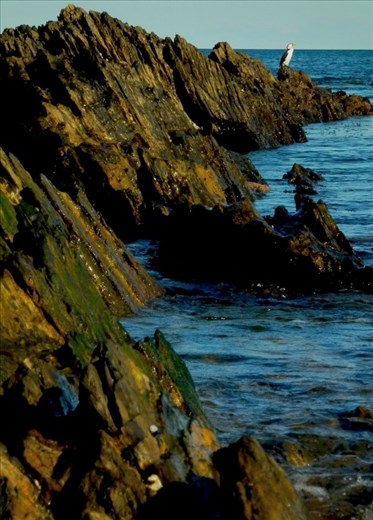 The sand had a great drop about 1 foot past the beach of the bays' shelly sandy surface! On both sides of the sand, lay  rockyness - often with a sea bird or two!  
As yo can see in this image, the of the side rockyness, on the far edge of the rocks, in the distance, sits a very calm sea bird, enjoying the views, waiting for it's next meal!