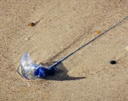 I was going to swim but was warned about blue bottles in the water. Nearly stung