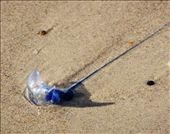 I was going to swim but was warned about blue bottles in the water. Nearly stung: by tazau, Views[479]