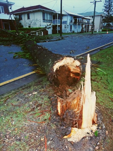 Weeklong storms last day is now.Much damage is caused.How longs a tree been down