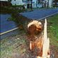 Weeklong storms last day is now.Much damage is caused.How longs a tree been down: by tazau, Views[167]