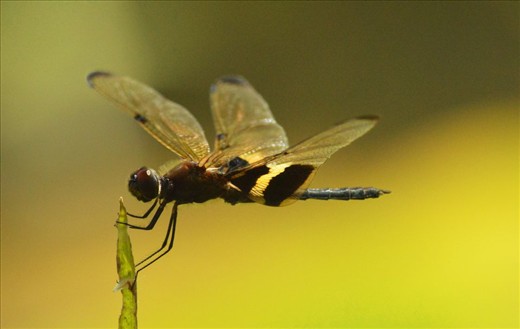 By the pond nearby, soon after yet another ever drenching rain, in Agnes Waters, I bide my time for the few hours of light cloud and sunshine, testing my new camera, by slowly chasing dragonflies.
