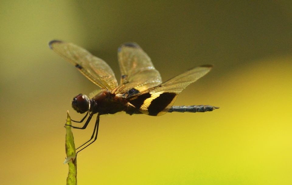 By the pond nearby, soon after yet another ever drenching rain, in Agnes Waters, I bide my time for the few hours of light cloud and sunshine, testing my new camera, by slowly chasing dragonflies.