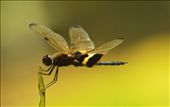 By the pond nearby, soon after yet another ever drenching rain, in Agnes Waters, I bide my time for the few hours of light cloud and sunshine, testing my new camera, by slowly chasing dragonflies.: by tazau, Views[968]