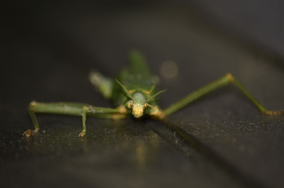 During yet another heavy downpour, through yet another week of storms, roads cut off to get out of town, a praying mantis comes into the hostel, possibly to escape the flooding rain. It has one leg missing, which was somehow torn right off, a few meters away.