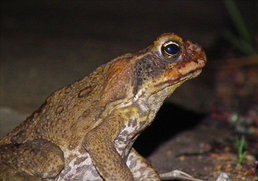 On my first night in Agnes Waters, I took a walk around in pitch black night, on the semi slippery path, in the hostel yard. On the way back to the light, I came across my first, in pitch black night, with my very first very large, ugly, poisonous, pesty Cane Toad. I met lots of along the way, out in every weather. most were small and moving fast, but this was and slow to moving, posing for my camera.