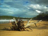 After a long walk out, on the road to 1770, I took a turn and headed towards a quiet beach. I walked back quietly along the ever eroding beach, with trees uprooted all the way along, from the 3 bad storms lasting 4-10 days each, in just 5 - 6 weeks. What a difference a day or 2 makes! It wasn't just here that received 3 long bad batterings, but the majority of the Queensland an NSW east coasts!: by tazau, Views[1077]