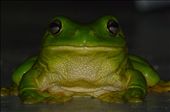 On my last night in this hostel in Agnes Waters here, I finally see it, though rushed the time may be, just a few minute till they removed it, is all I had, to see and photograph this large and beautiful a Australian Green Tree Frog!: by tazau, Views[1155]