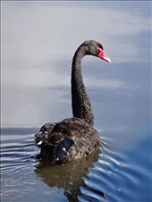 Black Swan on Lake Burley Griffin: by tazau, Views[224]