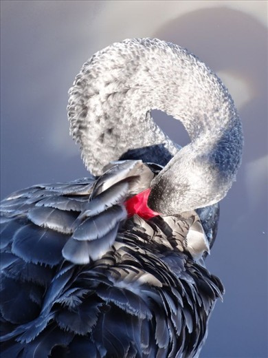 Black Swan on Lake Burley Griffin