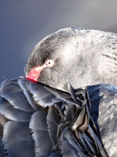 Black Swan on Lake Burley Griffin