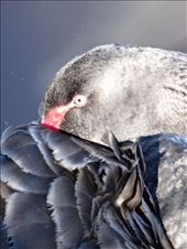 Black Swan on Lake Burley Griffin: by tazau, Views[259]