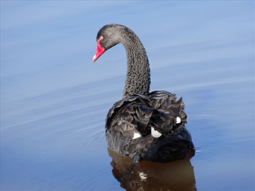 Black Swan on Lake Burley Griffin